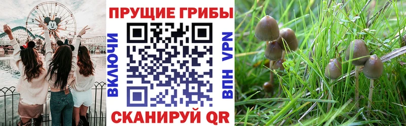Псилоцибиновые грибы Psilocybine cubensis  Андреаполь 